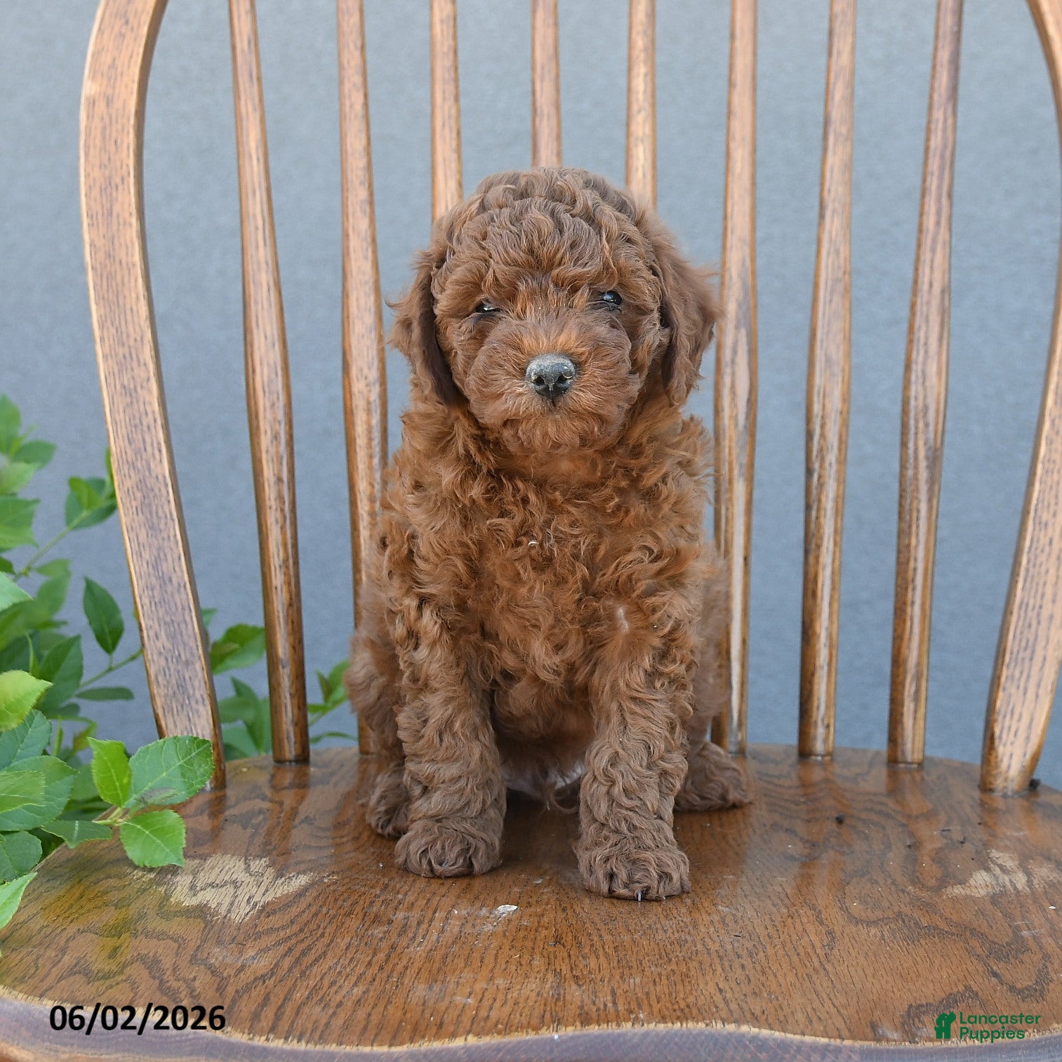 Miniature Poodle dogs for sale: Trent - Ad 5