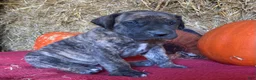 Great Dane dogs for sale: Brindy - Ad 6