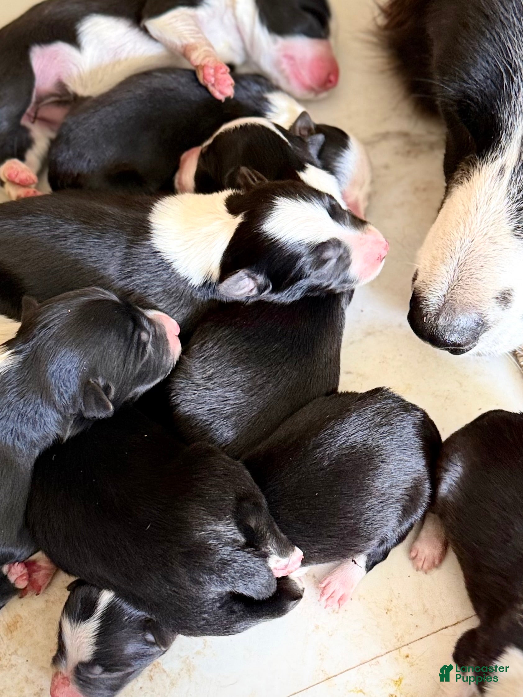 Border Collie dogs Border Collie 3 - Ad 4