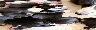 Border Collie 3
