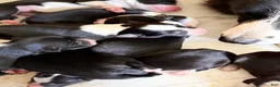 Border Collie dogs for sale: Border Collie 3 - Ad 1