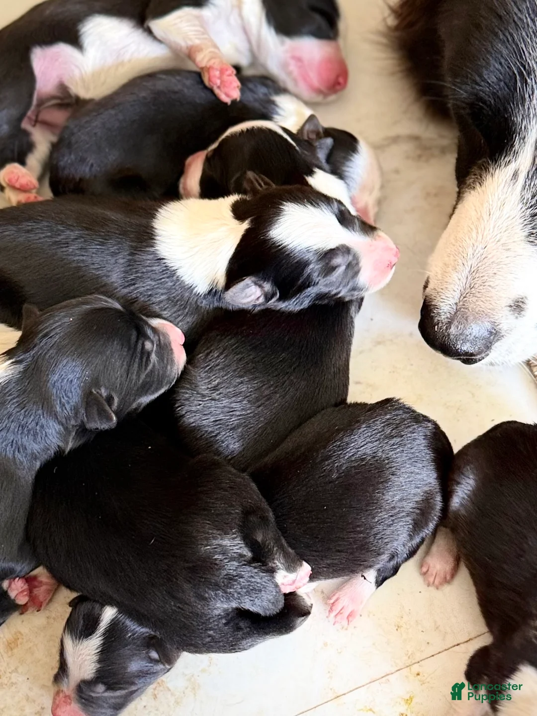 Border Collie dogs for sale: Border Collie 3 - Ad 1