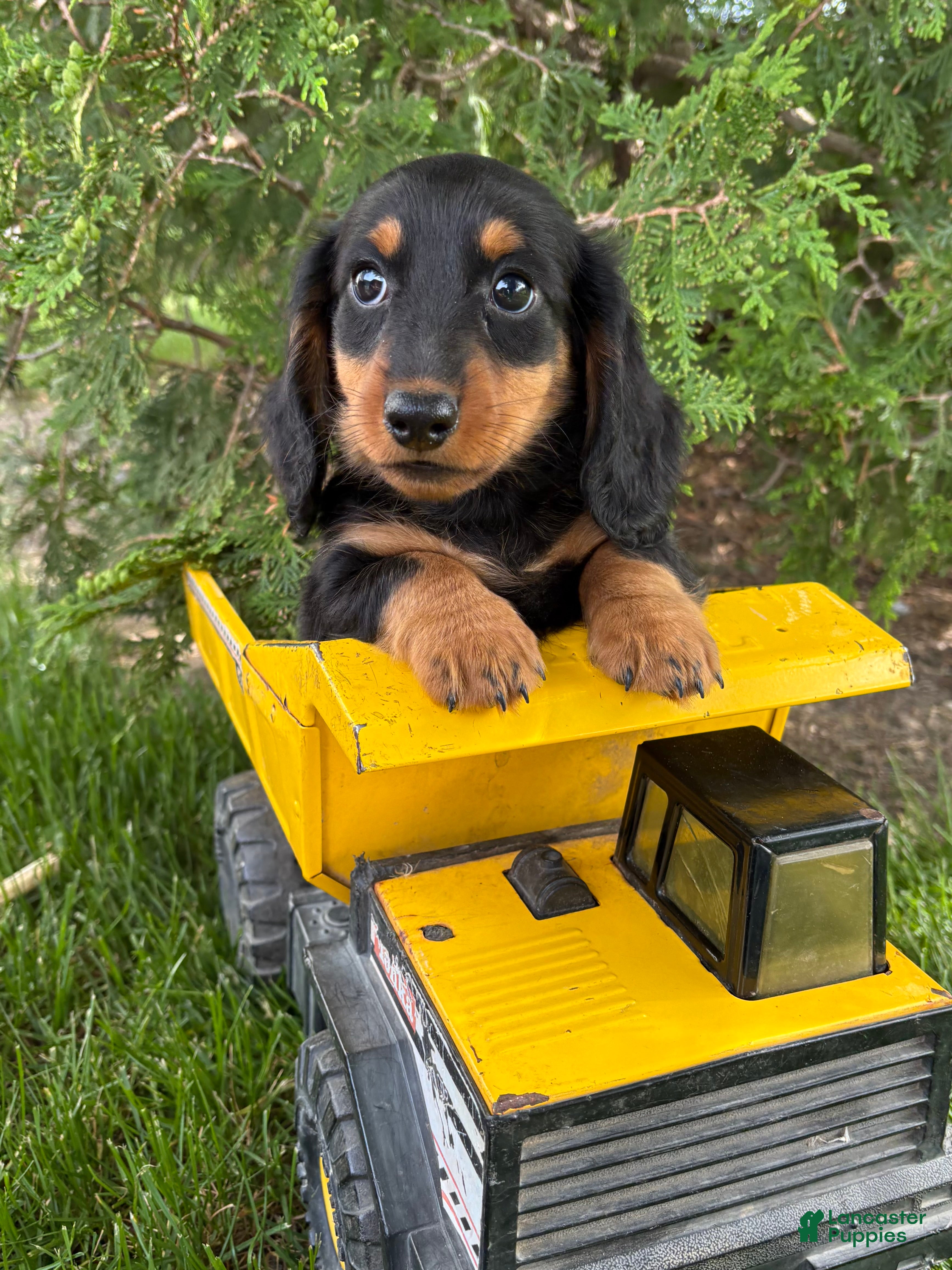 Dachshund dogs Milo - Ad 1