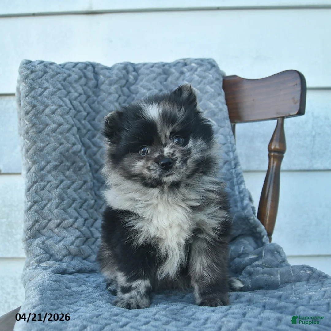 Pomeranian dogs for sale: Gage  - Ad 1