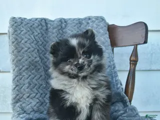 Pomeranian dogs for sale: Gage - Ad 3