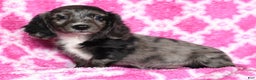 Miniature Dachshund dogs for sale: Gabby - Ad 2