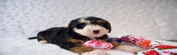 Mini Bernedoodle dogs for sale: Ms. Oreo - Ad 4