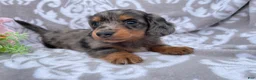 Miniature Dachshund dogs for sale: Flash - Ad 6