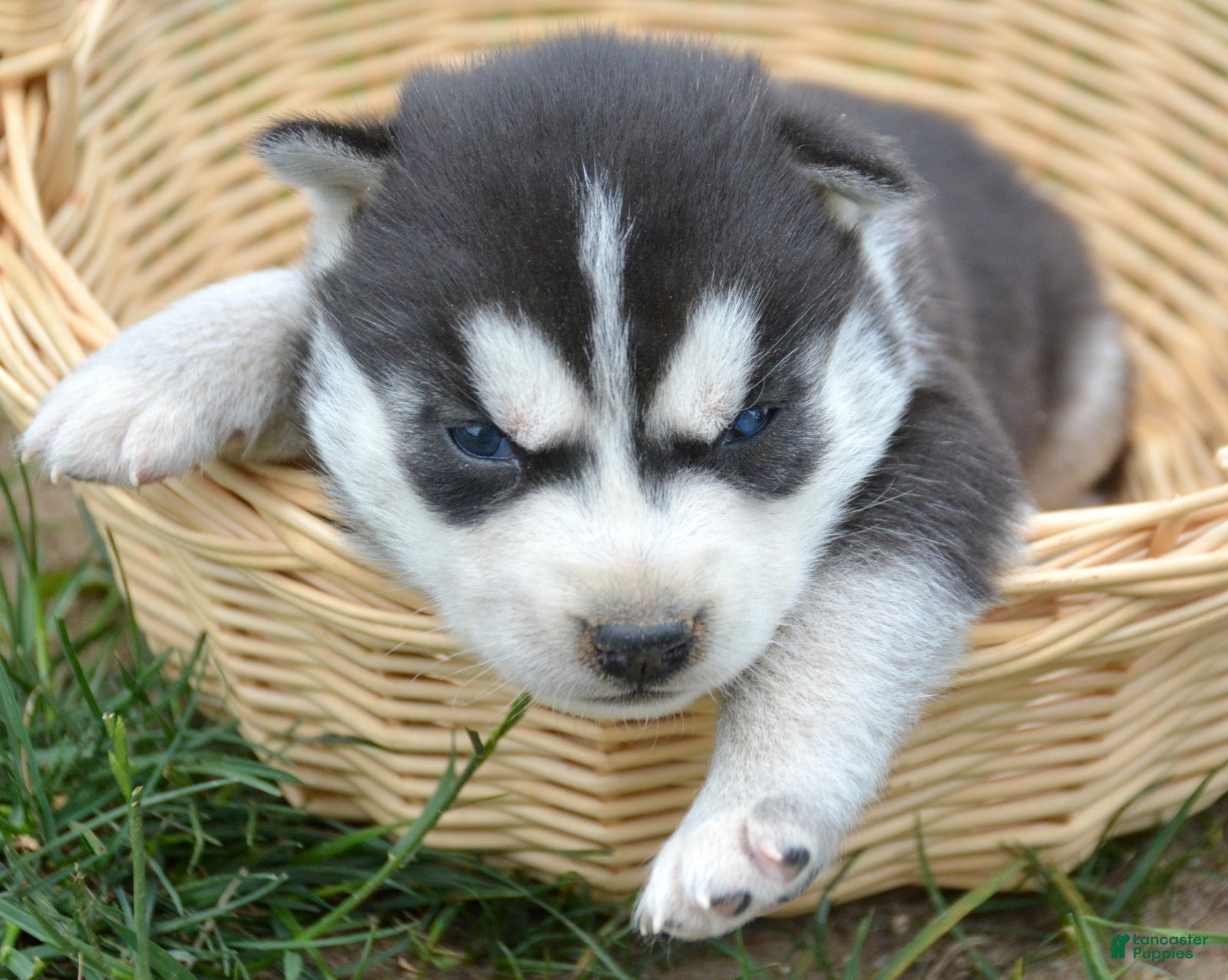 Siberian Husky dogs Hank Siberian Husky M - Ad 8
