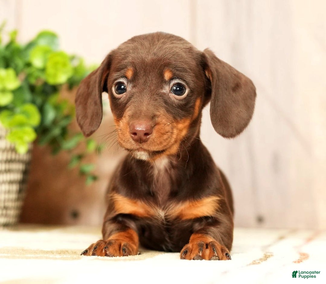 Miniature Dachshund dogs for sale: Mia - Ad 4