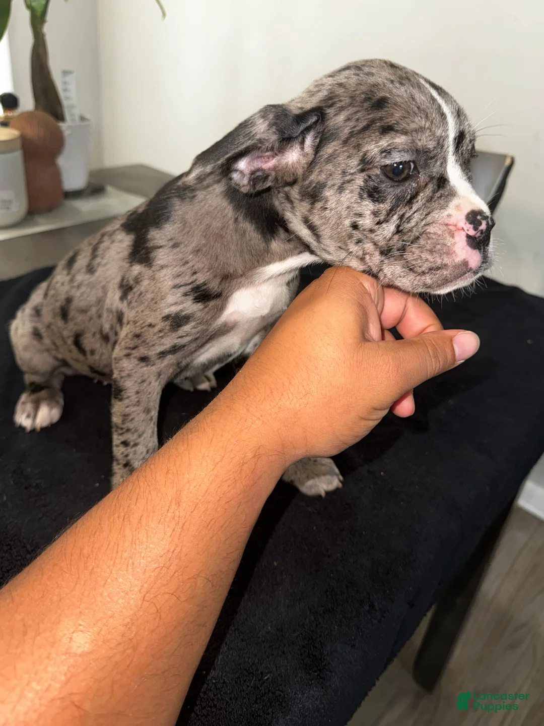 Mixed Breed dogs for sale: Merle 4 - Ad 2