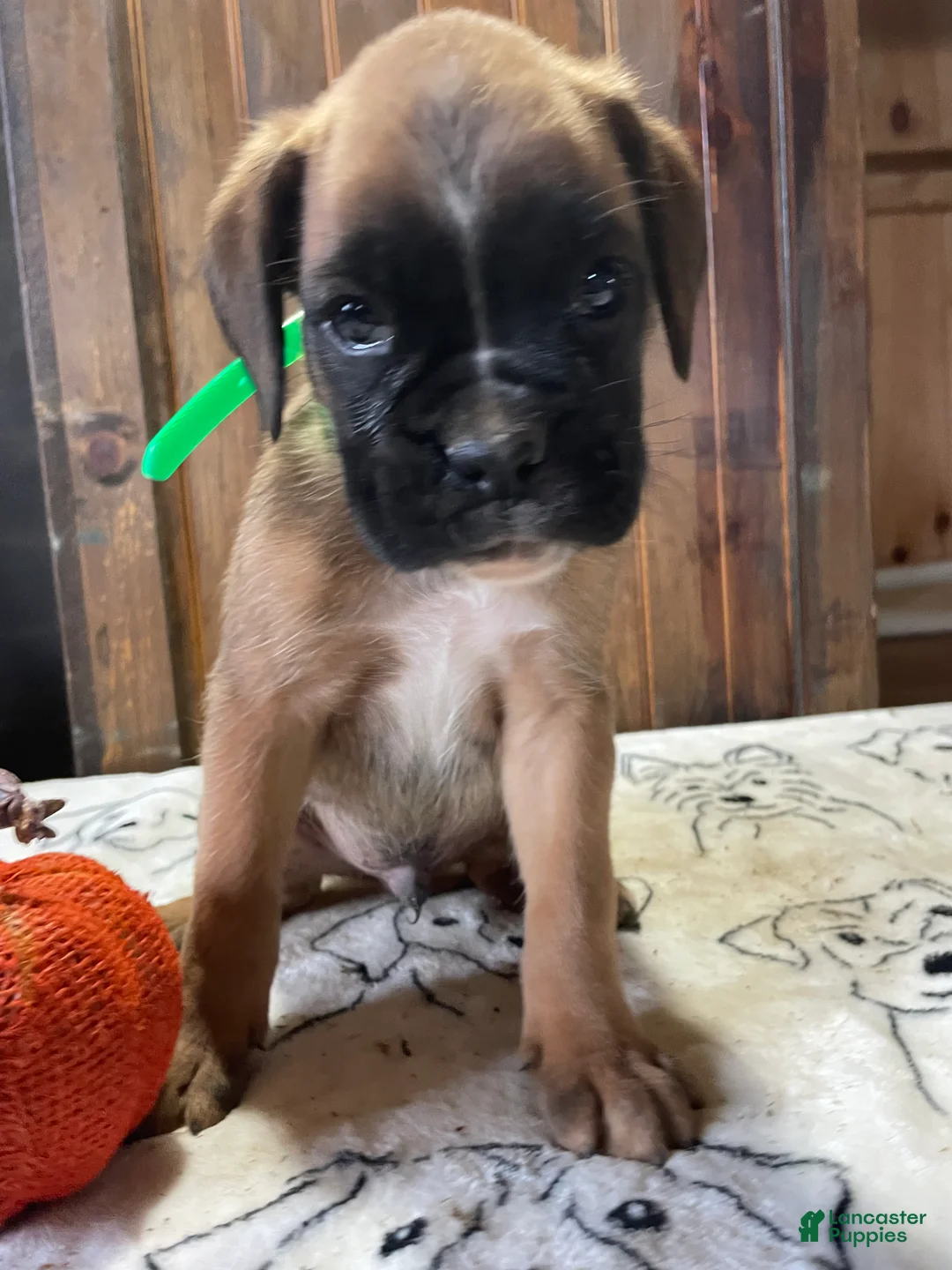 Boxer dogs for sale: Graham - Ad 4
