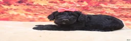 Miniature Poodle dogs for sale: Beauty - Ad 2