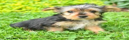 Yorkshire Terrier dogs for sale: Bailey - Ad 12