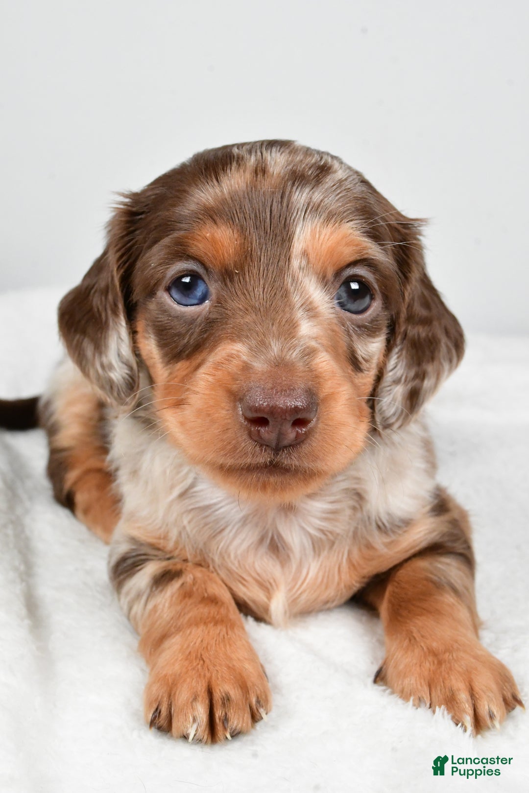 Miniature Dachshund dogs for sale: Casey  - Ad 2