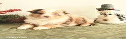 Miniature Australian Shepherd dogs for sale: Taylor - Ad 2