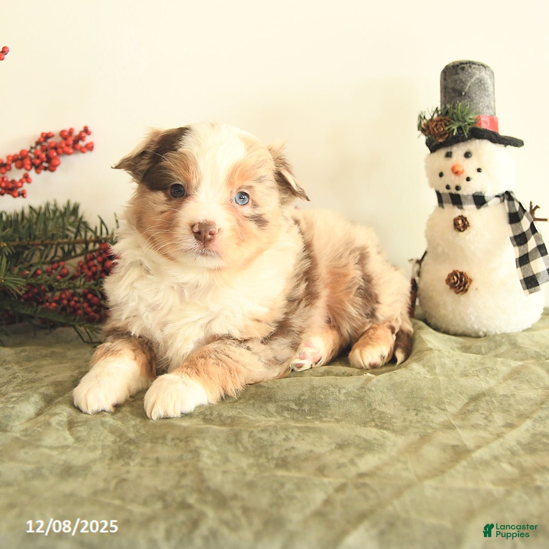 Miniature Australian Shepherd dogs for sale: Taylor - Ad 2