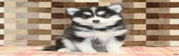 Pomsky dogs for sale: Isaac - Ad 3