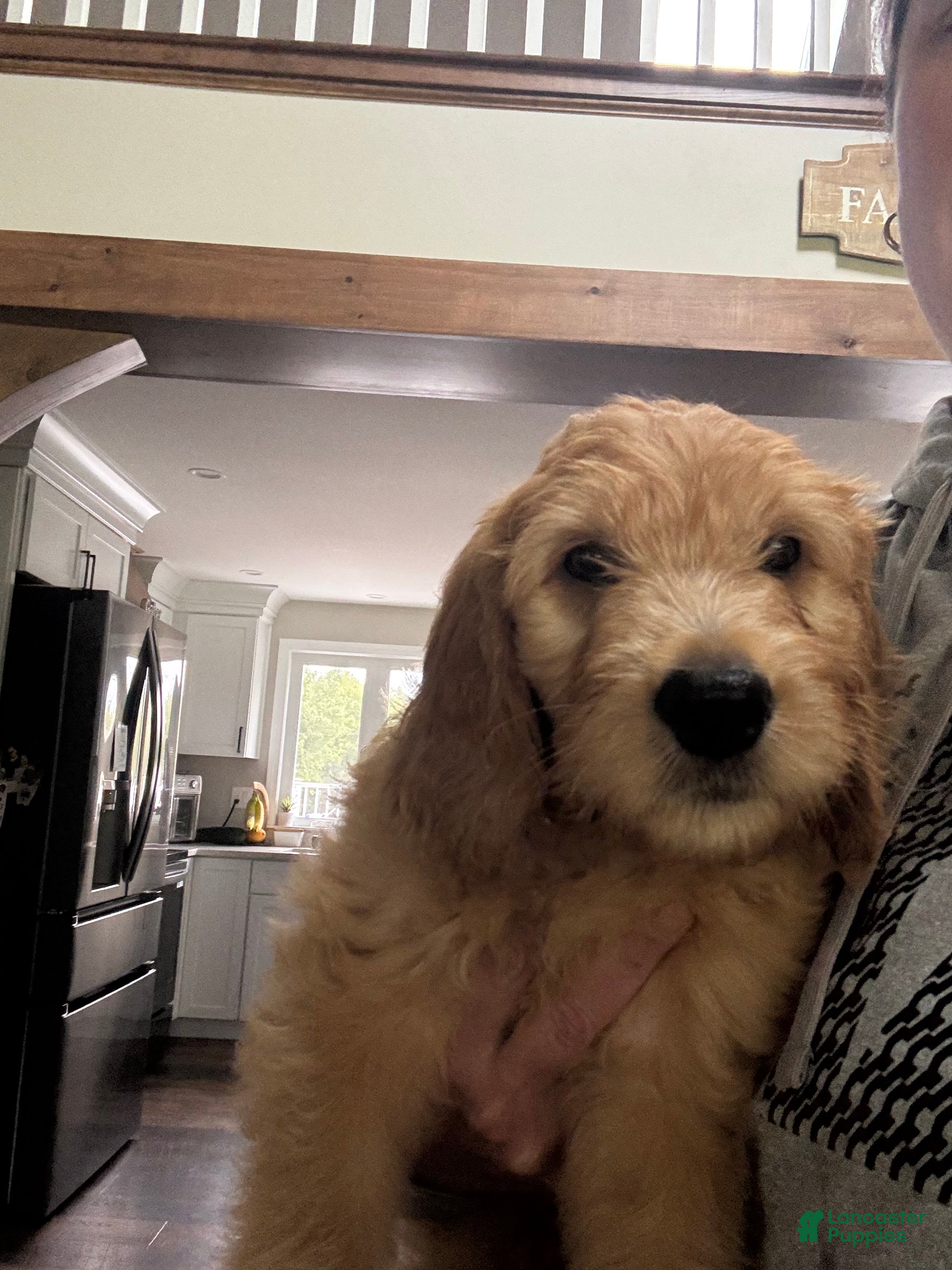 Goldendoodle dogs Flounder - Ad 37