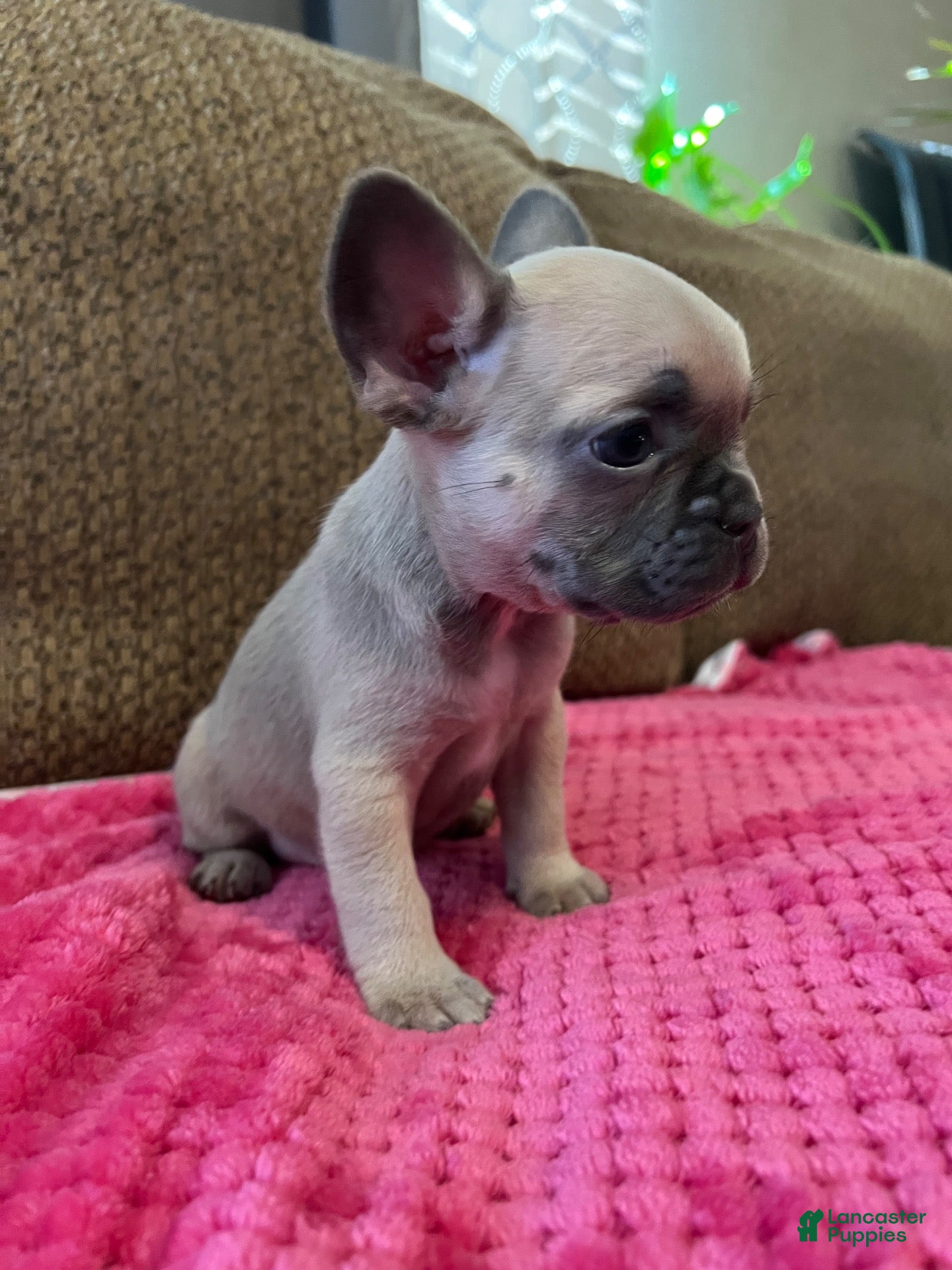 French Bulldog dogs for sale: French Bulldog 1 - Ad 35