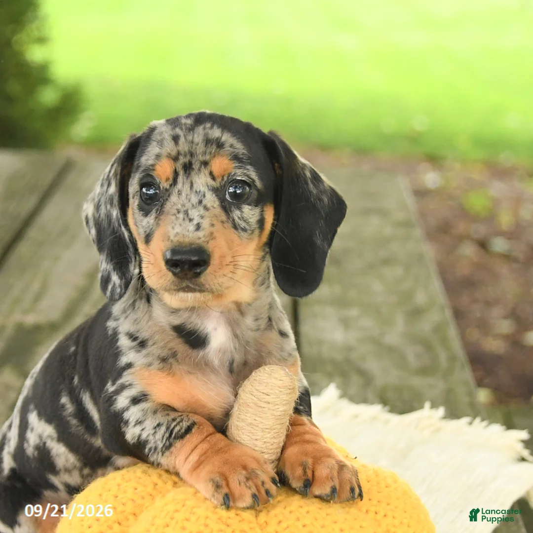 Miniature Dachshund dogs for sale: Asher - Ad 5