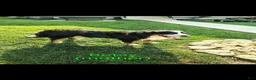Bernese Mountain Dog dogs for sale: Marble - Ad 2