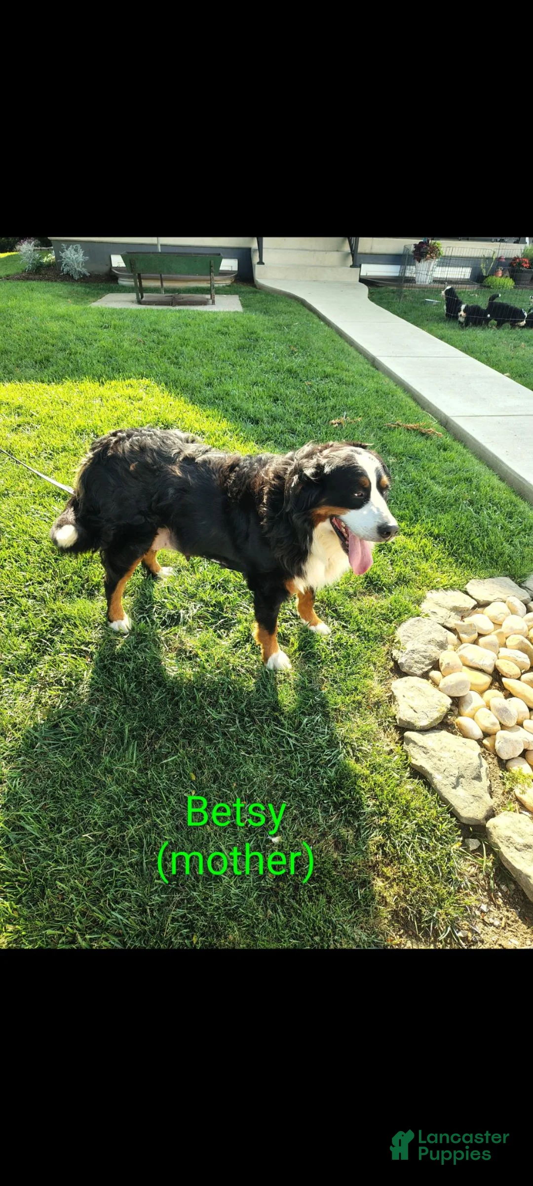 Bernese Mountain Dog dogs for sale: Marble - Ad 2