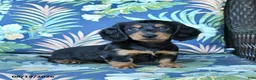 Miniature Dachshund dogs for sale: Rocky - Ad 3