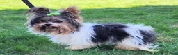 Biewer Terrier dogs for sale: Buddie - Ad 6