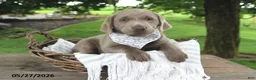 Labrador Retriever dogs for sale: Indi - Ad 3