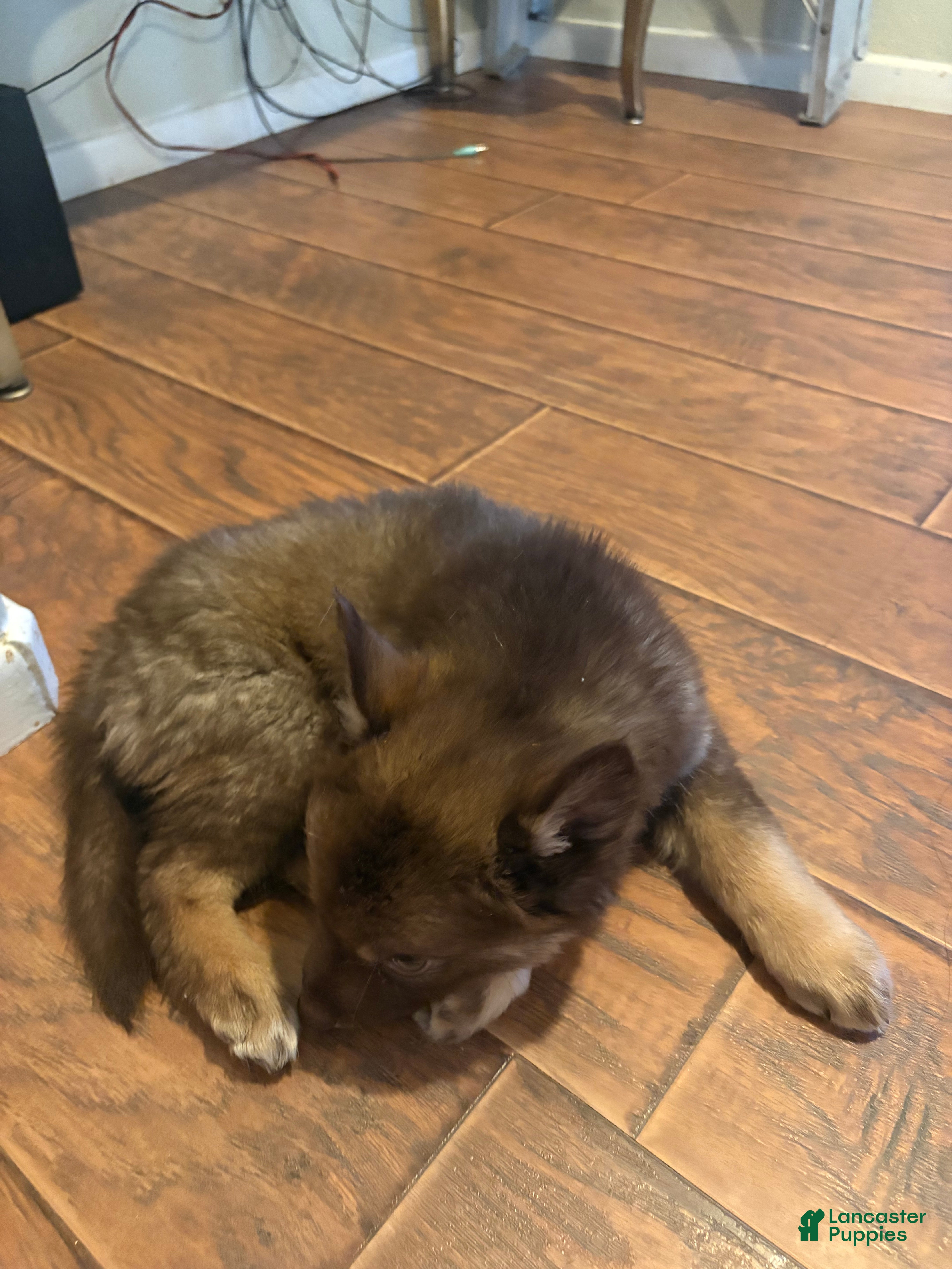Gerberian Shepsky dogs Gerberian Shepsky Puppy 2 - Ad 2