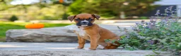 Boxer dogs for sale: Aspen - Ad 4