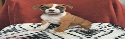 Boxer dogs for sale: Santa Paws - Ad 1