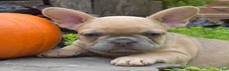 French Bulldog dogs for sale: Pumpkin - Ad 6