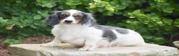 Miniature Dachshund dogs for sale: Natasha - Ad 9