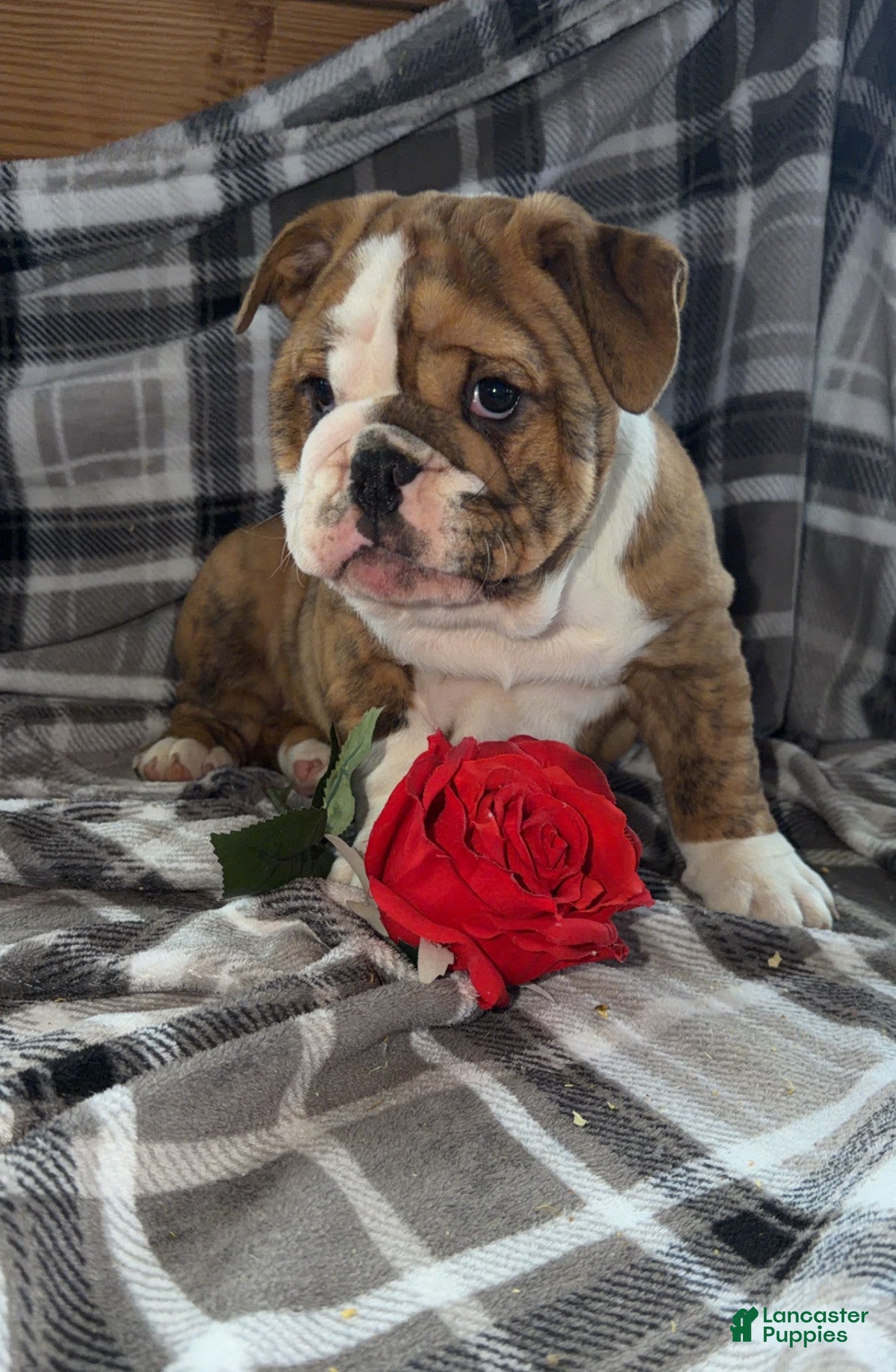 Mixed Breed dogs Jewel - Ad 1