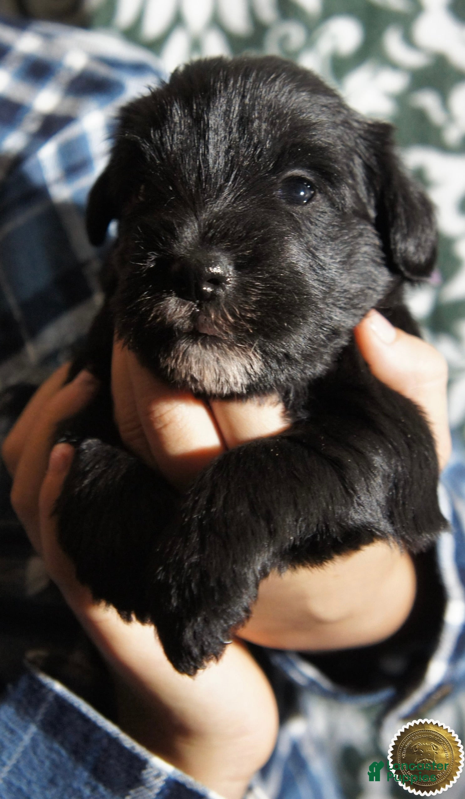 Miniature Schnauzer dogs DOTTIE - Ad 20