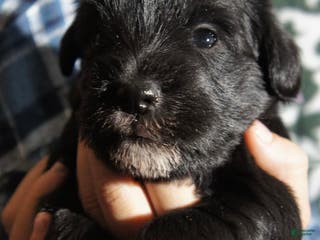 Miniature Schnauzer dogs DOTTIE - Ad 38