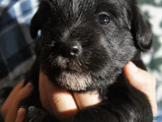 Miniature Schnauzer dogs DOTTIE - Ad 4