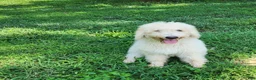 Labradoodle dogs for sale: Queeny  - Ad 2
