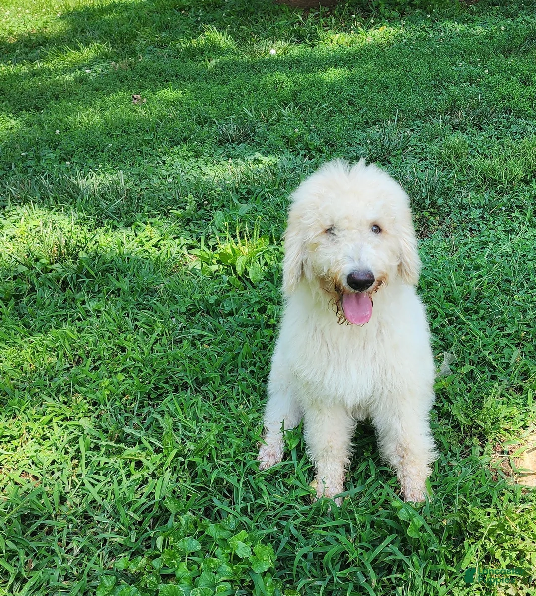 Labradoodle dogs for sale: Queeny  - Ad 2