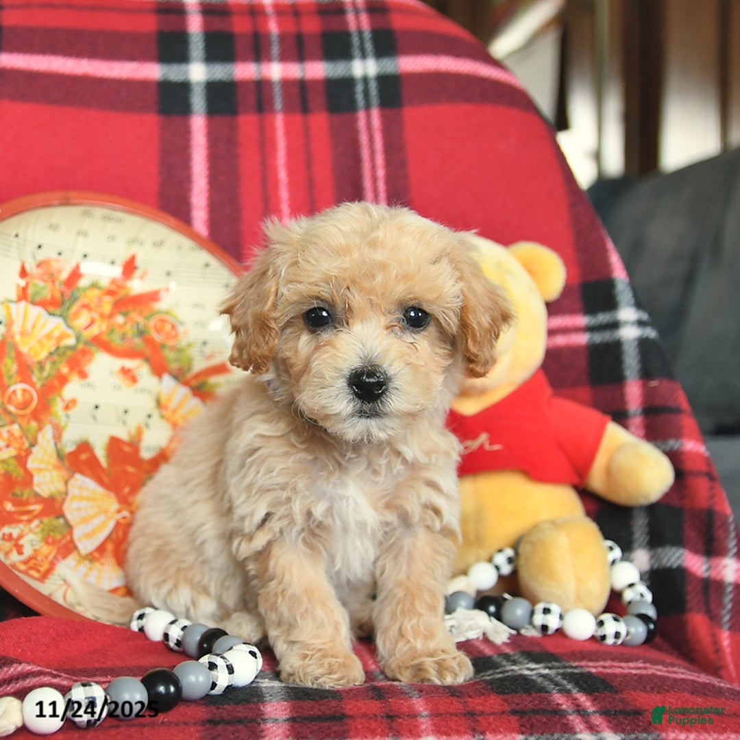Bichpoo dogs for sale: Trixie - Ad 4