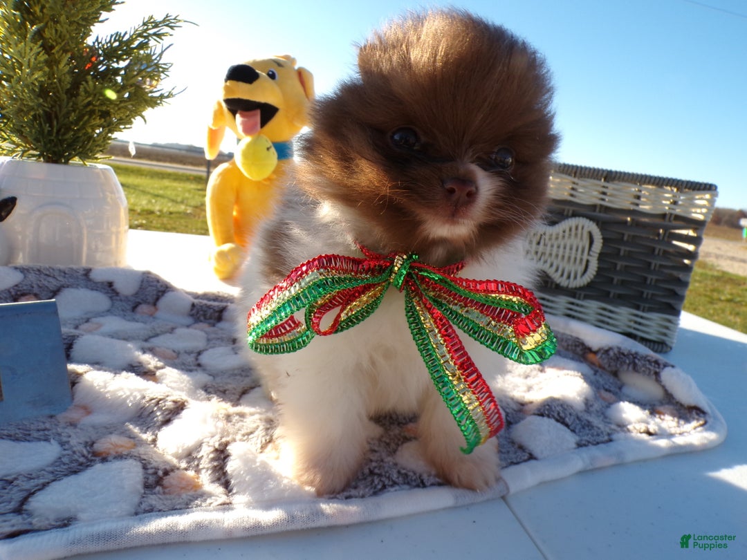 Pomeranian dogs for sale: Pomeranian Puppy 1 Tabitha - Ad 5