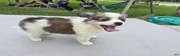 Pomchi dogs for sale: Brandy - Ad 16