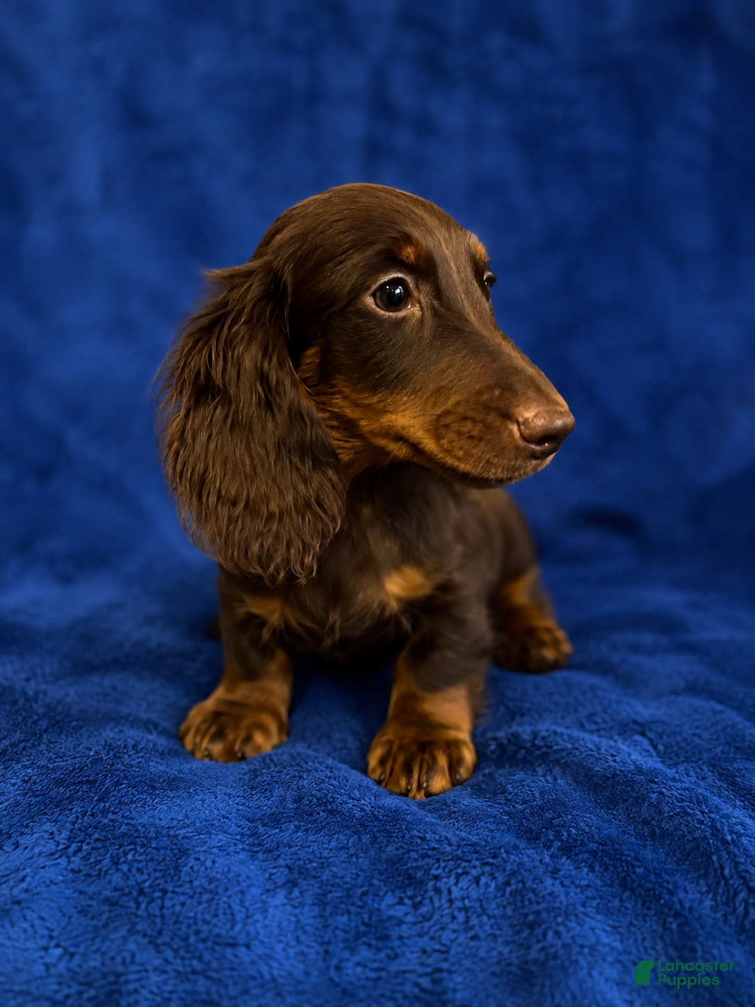 Miniature Dachshund dogs Miniature Dachshund 1 - Ad 9