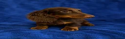 Miniature Dachshund dogs for sale: Miniature Dachshund 1 - Ad 1