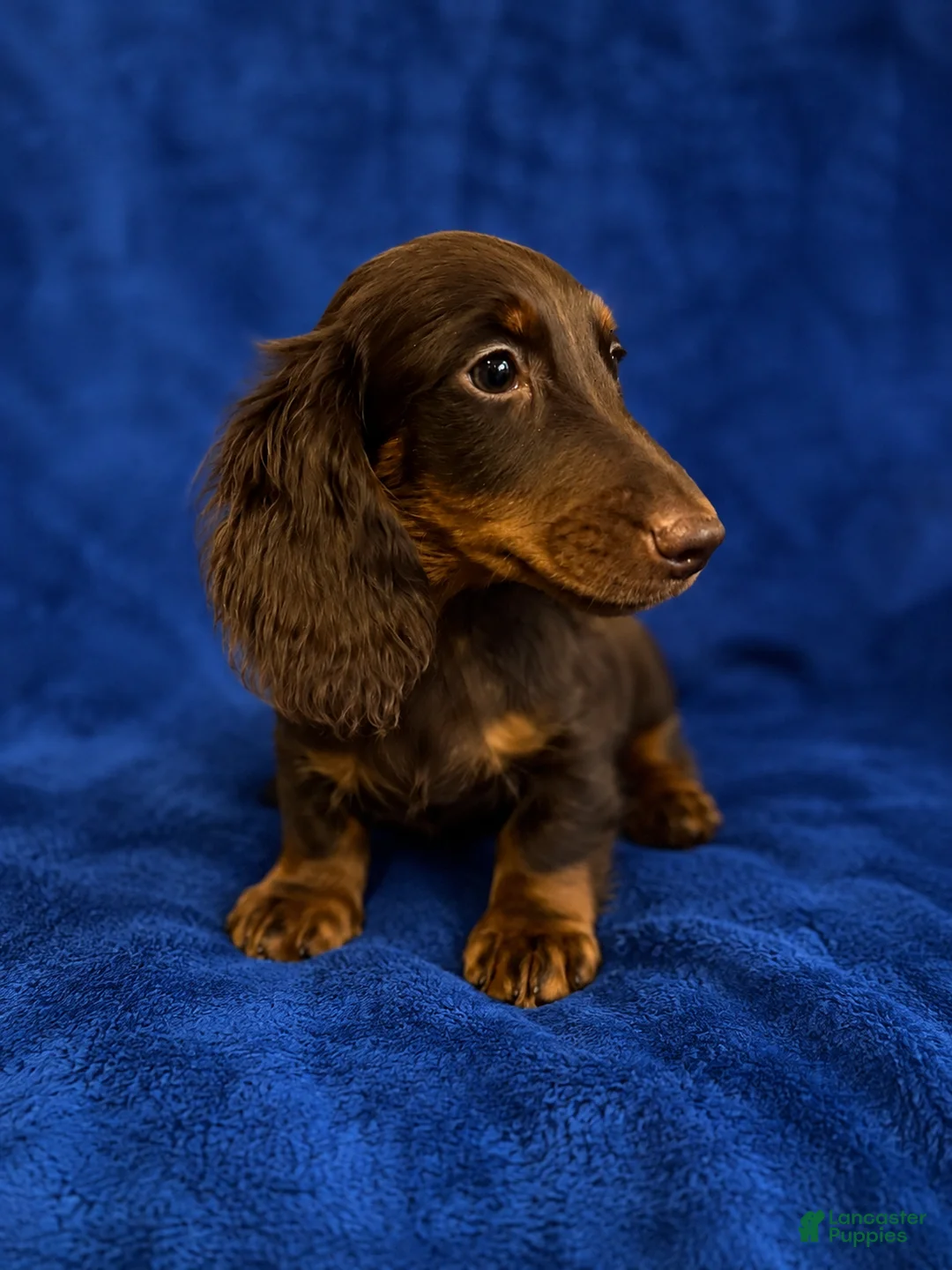 Miniature Dachshund dogs for sale: Miniature Dachshund 1 - Ad 1