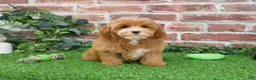 Cavapoo dogs for sale: Caleb - Ad 2