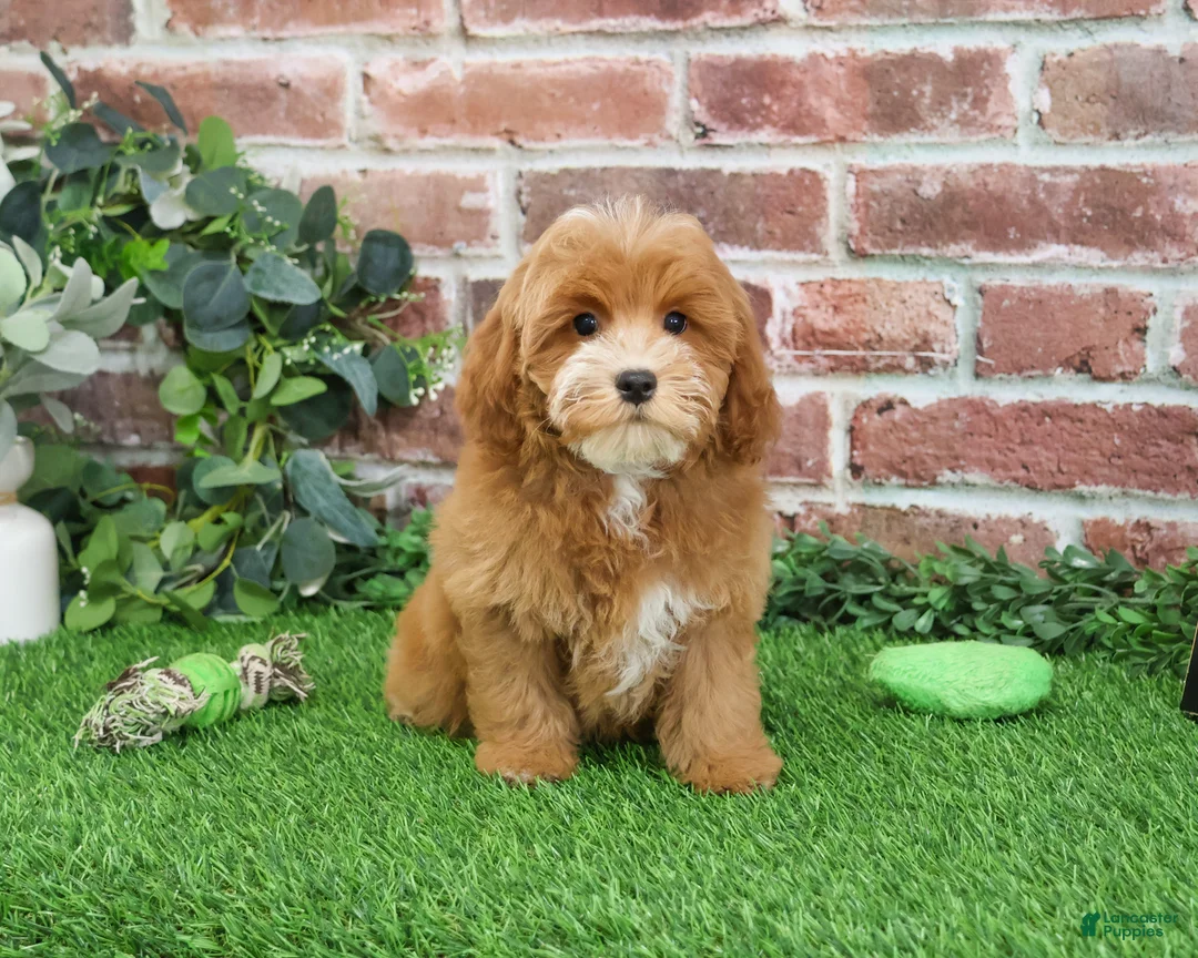 Cavapoo dogs for sale: Caleb - Ad 2
