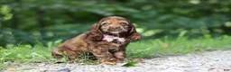 Cocker Spaniel dogs for sale: Sadie - Ad 3